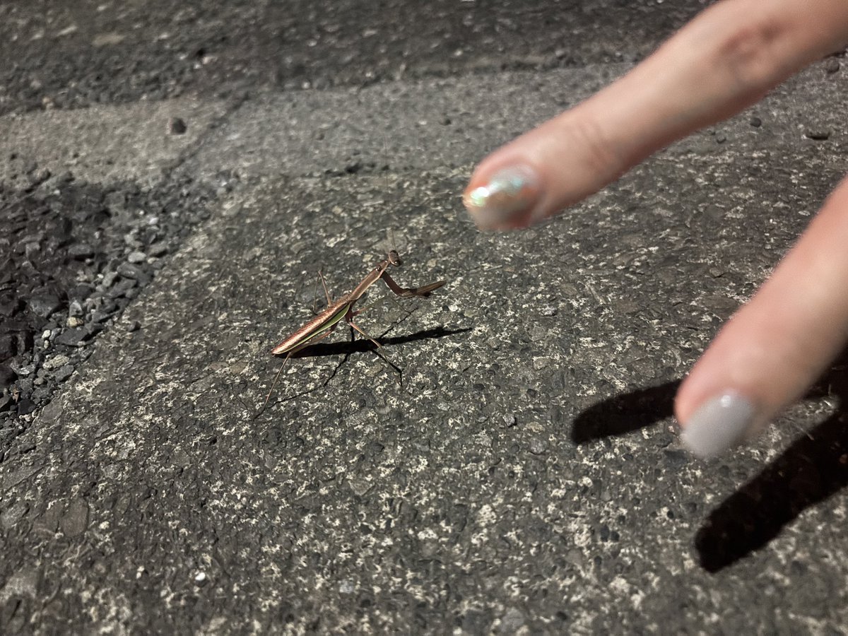 seqqco's tweet photo. 道端のカマキリとツーショ https://t.co/NBa1ForJzd