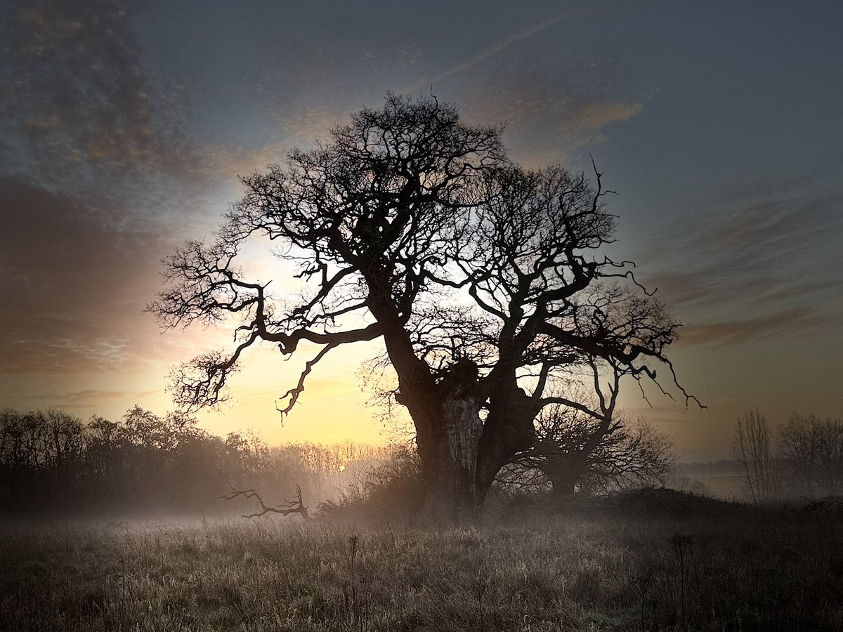 coopcdwnj's tweet photo. A frosty, Autumn sunrise, behind the wise old Tree. This tree has seen many seasons.  Such beauty. 💕 https://t.co/MYyBbVoe5u
