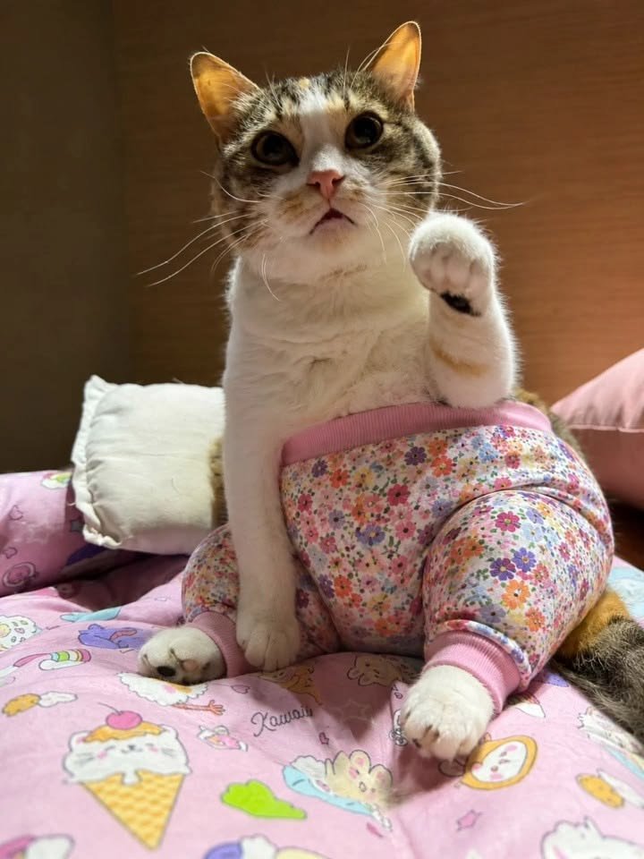 canihaedo's tweet photo. 뚱쭝 고양이 초딩 내복핏 https://t.co/BSKlooYI5l