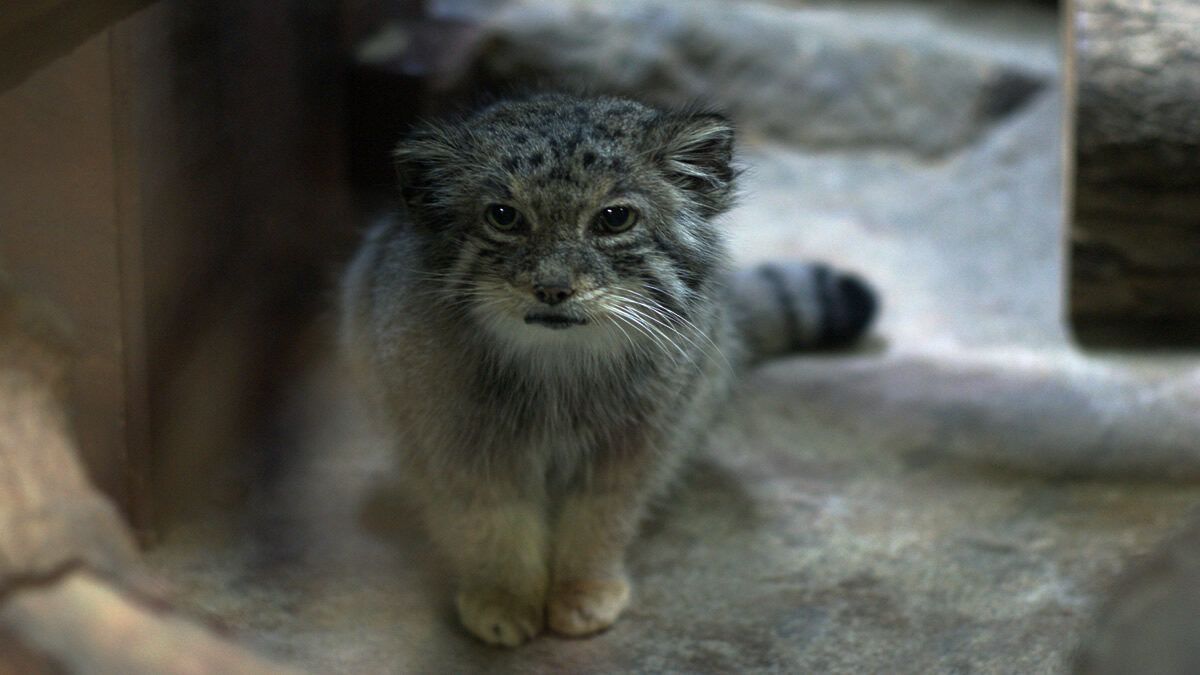 event_checker's tweet photo. 上野動物園が20時まで開園🌙

「秋の夜のどうぶつえん」開催

夜の動物たちを観察したり
園内の自然に囲まれて食事やお酒を楽しんだり

昼間とは違う夜の動物��を満喫

📅 10/9(金)-12(月祝)
📍 上野動物園

→ https://t.co/nvGqfOhOSc https://t.co/Jiz2SWf5zD