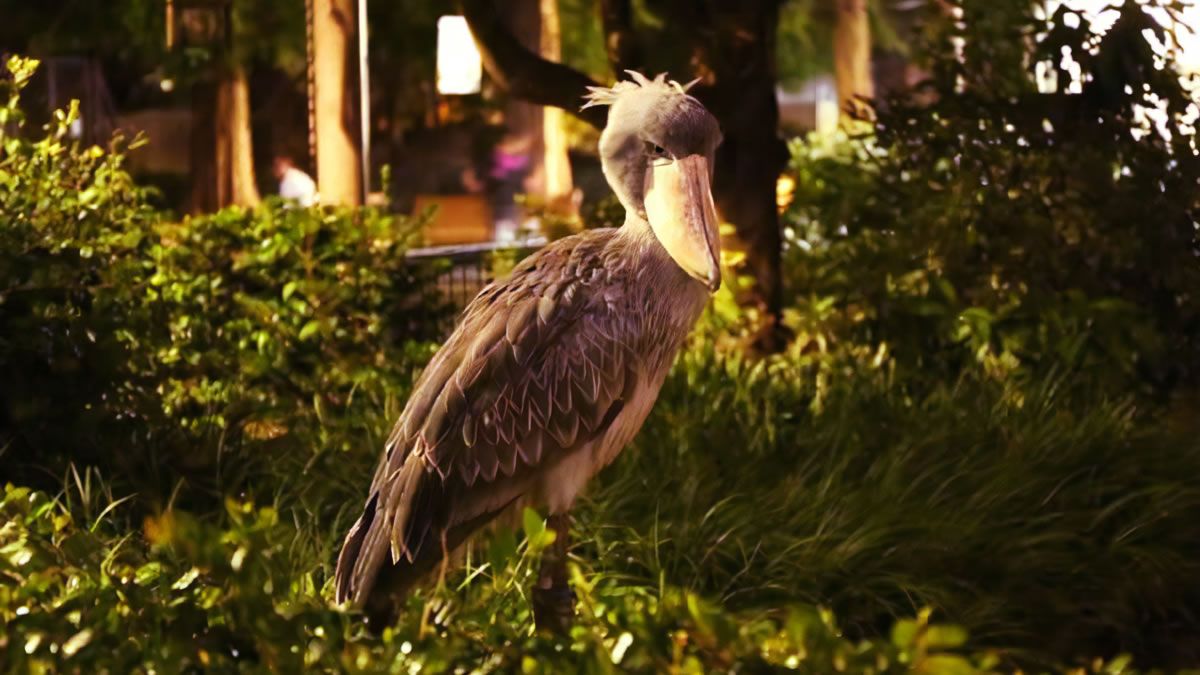 event_checker's tweet photo. 上野動物園が20時まで開園🌙

「秋の夜のどうぶつえん」開催

夜の動物たちを観察したり
園内の自然に囲まれて食事やお酒を楽しんだり

昼間とは違う夜の動物��を満喫

📅 10/9(金)-12(月祝)
📍 上野動物園

→ https://t.co/nvGqfOhOSc https://t.co/Jiz2SWf5zD