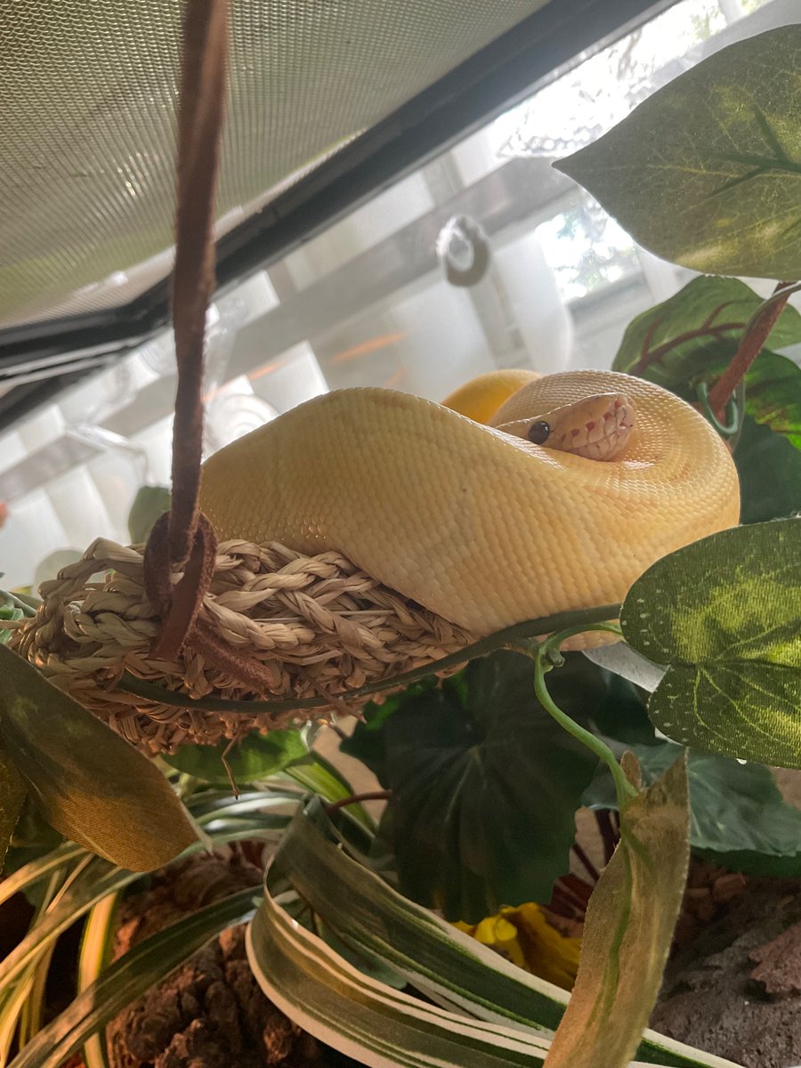 ballofapython's tweet photo. @kinako_bp_08 I haven’t grown a lot of spots yet, but maybe when I’m bigger 🤔 https://t.co/NdKsObNBYi