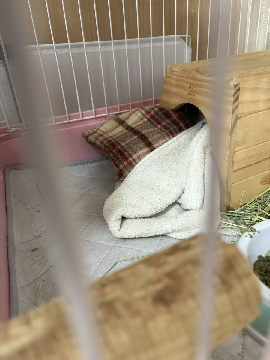Manjufc9's tweet photo. とうとう自ら寝袋突っ込んで家塞ぎ出した💦

今日は出たくないらしい🧐
てか、どうやって運んだの？
#モルモット https://t.co/Z0byVS2o7a