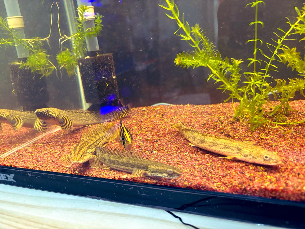 _pugyagya_'s tweet photo. あひる兄貴🐥から
またお魚さんいっぱい貰ってきたから
近々超絶レアなお魚配信しようかな🐟👩‍🍳 https://t.co/yQQu3nz8wD