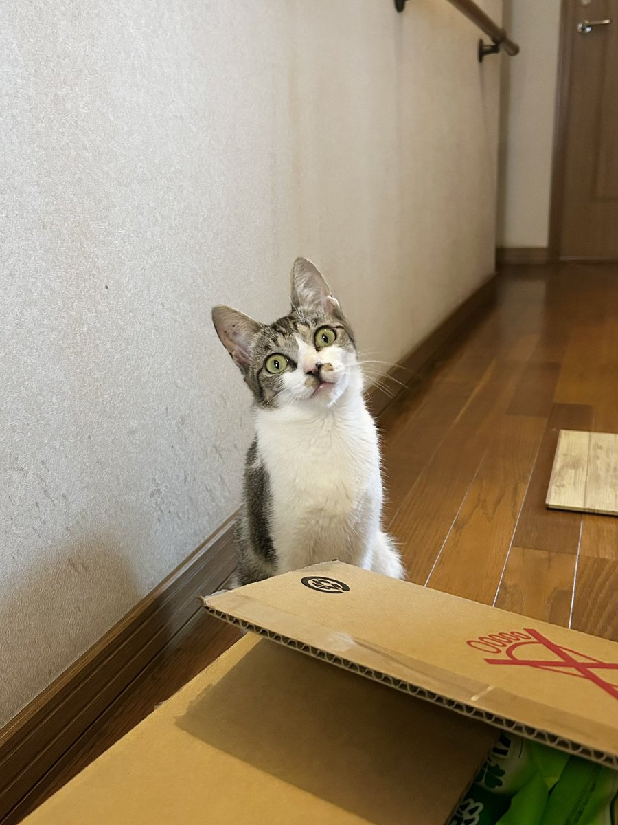 issa_idera's tweet photo. 【拡散してもらえると嬉しいです】
ずっとのお家を探してます！
#保護猫
#里親募集

・茨城県 
・1歳くら���のメス 2kg
・猫エイズ/猫白血病 陰性

とても人懐っこくて撫でられるの大好き、遊ぶの大好きな元気な子です

関東圏内なら車で送り届けることも可能です
ご連絡お待ちしています！ https://t.co/0lkP6rHguG