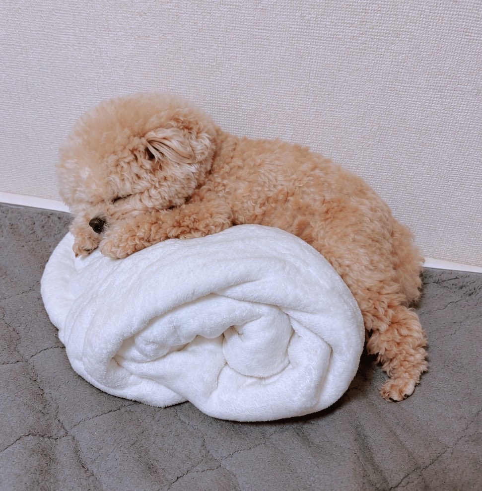 Fuwancho319's tweet photo. ちょっと毛布ロール潰れたけど気持ちよく寝てるから良し🧸

#ポメプー https://t.co/938pRppaUo