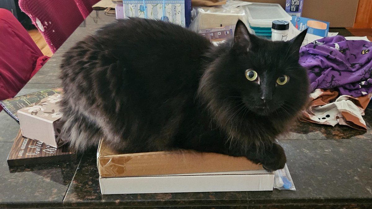 shimmerwolfarts's tweet photo. #DailyLoki 
He really does have some of the strangest choices of beds...... https://t.co/UZxrWmlxmL