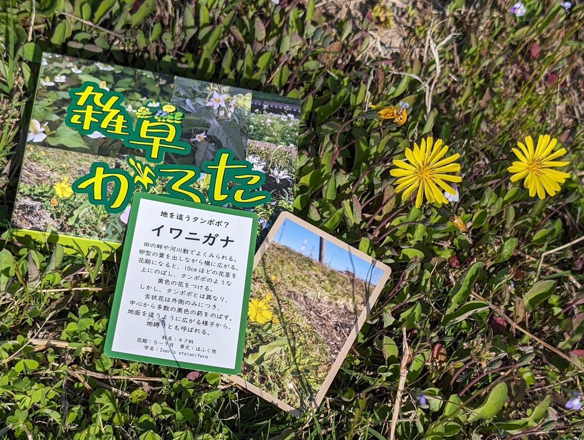 tamugaya_family's tweet photo. ～たむがや組 両日-D038～

『マグヌム・オープス』 
パズルを早く完成させ、相性の良い召喚獣を揃え、 魔煌石を奪い合え！

『雑草かるた、もっと雑草かるた』遊べる雑草図鑑！？

『アクアレギア』 サイエンス大富豪

『リギラウの粛清』独裁国家の正体隠匿

#ゲームマーケット2026秋 #ゲムマ2026秋 https://t.co/L757hdX46W