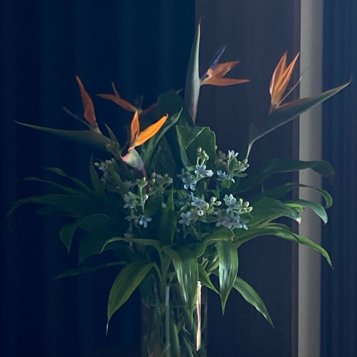 GraceSneezy's tweet photo. 写真は今の花。昨日ちょっと足したら豪華になった。7月に来た葉物は根っこ生えてるレベルで元気☺️
さて、昨日なんでか怪談を調べていて。中には最古の公害の記録なんではないかというものもあった。今も昔も、知らないと怖いものですよね▼ https://t.co/BM65pfaQIB