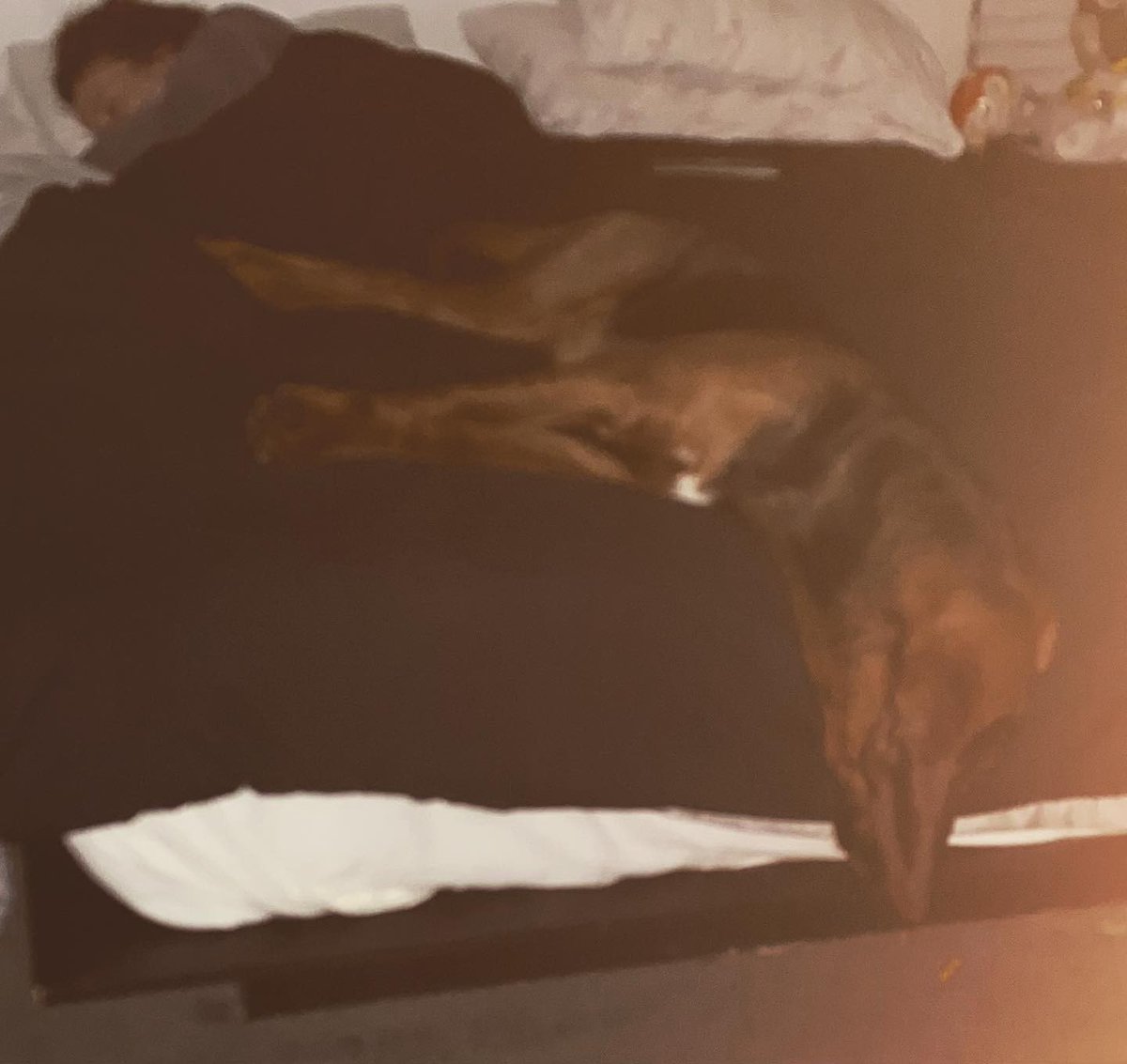 TessaJarrells's tweet photo. Ringing in 2022 #freddyray #pastourbedtime #bloodhound https://t.co/mkpOpHuB1G