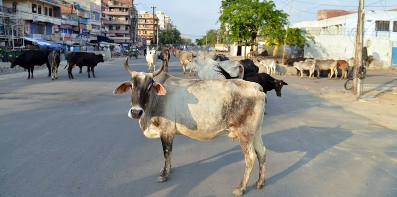 ConnectGujarat's tweet photo. રખડતા ઢોર-દબાણો હટાવવા હવે એક્સ-આર્મી જવાનો ઉતરશે મેદાનમાં!
અમદાવાદ મ્યુનિ. 120થી વધુ નિવૃત્ત આર્મી જવાનોને
કામે રાખવા દરખાસ્ત, કુલ ₹6.83 કરોડનો ખર્ચ થશે
દર જવાનને રોજ ₹1,824 એટલે મહિને ₹47,434 પગાર અપાશે
#Ahmedabad #AMC #StrayCattle #Encroachment #ExArmy #CGNews https://t.co/H0ISMXdrWz