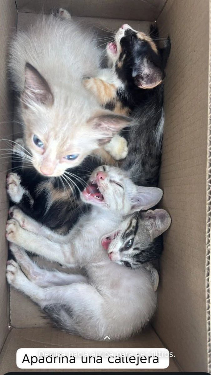 fundacion_gaba's tweet photo. ‼️‼️ Evitemos el abandono ‼️‼️

Este sábado tenemos otra jornada de cirugía 💪🏻💪🏻 la idea es operar 20 gatitas de calle, para evitar imágenes como está 😔😔 gatos en cajas abandonados por doquier en la ciudad 😞😞 tenemos varias gatas que están esperando poder ser operadas y de https://t.co/7A4MHSKdB0