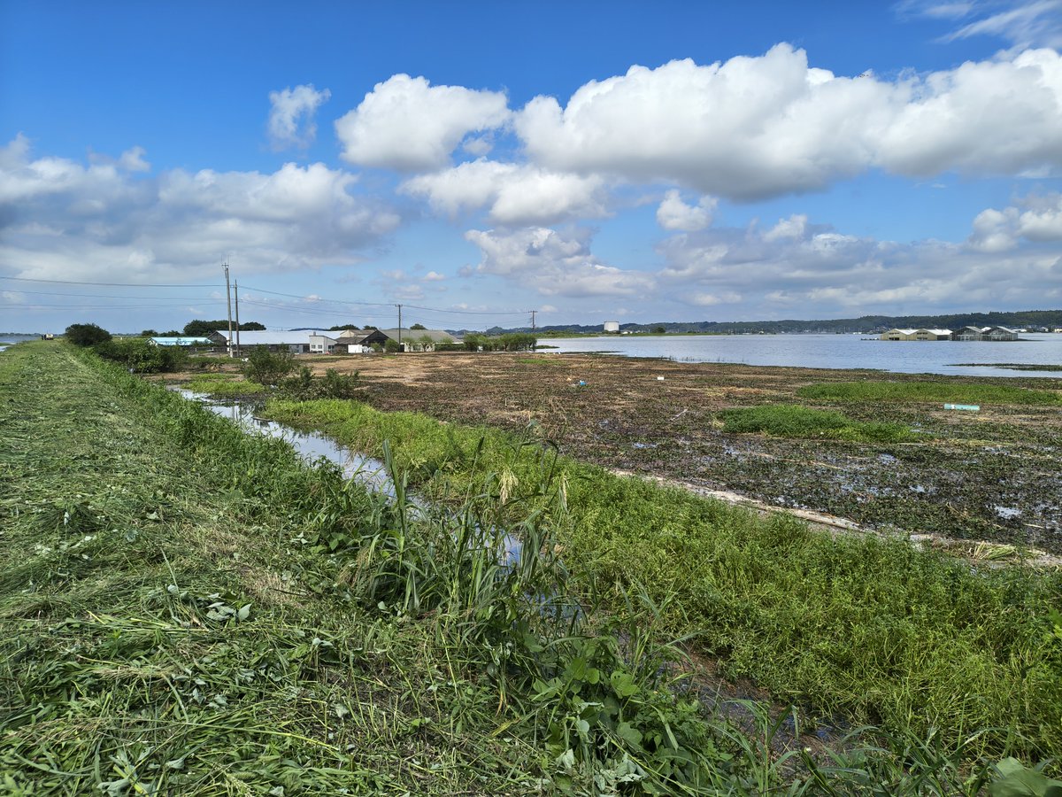 narita_yukawa's tweet photo. 甚兵衛機場付近に石油が流出していますが、成田市消防本部が確認し、火災のおそれはないと判断しております。
浸水箇所近隣へは近づかないようにお願いします。 https://t.co/mZVY5BKlTm