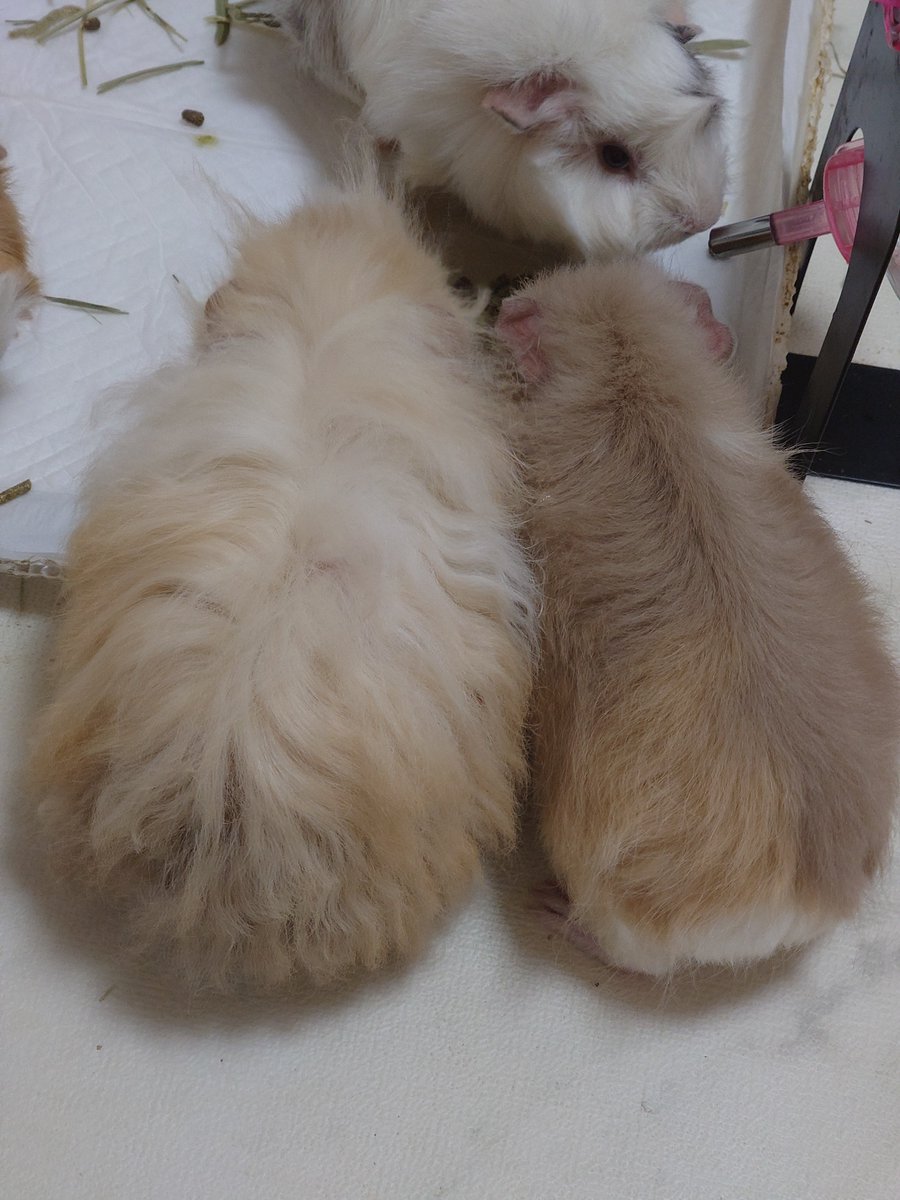 moni_moni_moru's tweet photo. ピトッ
ギュウギュウ https://t.co/5CypYVOumo