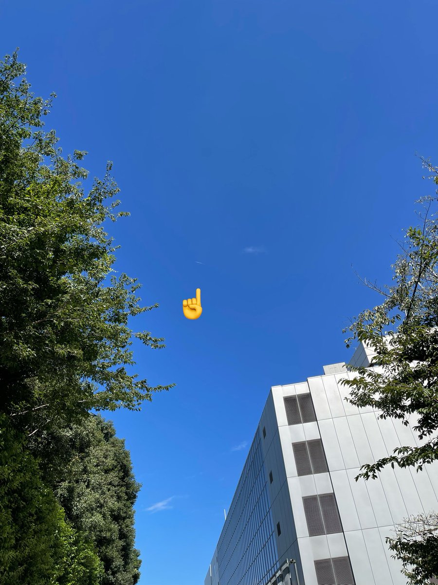 miffy_plant's tweet photo. 蜘蛛の巣、木と木の間が5mくらいあるけどどうやってはったんだろう https://t.co/EsYHCTVdWy