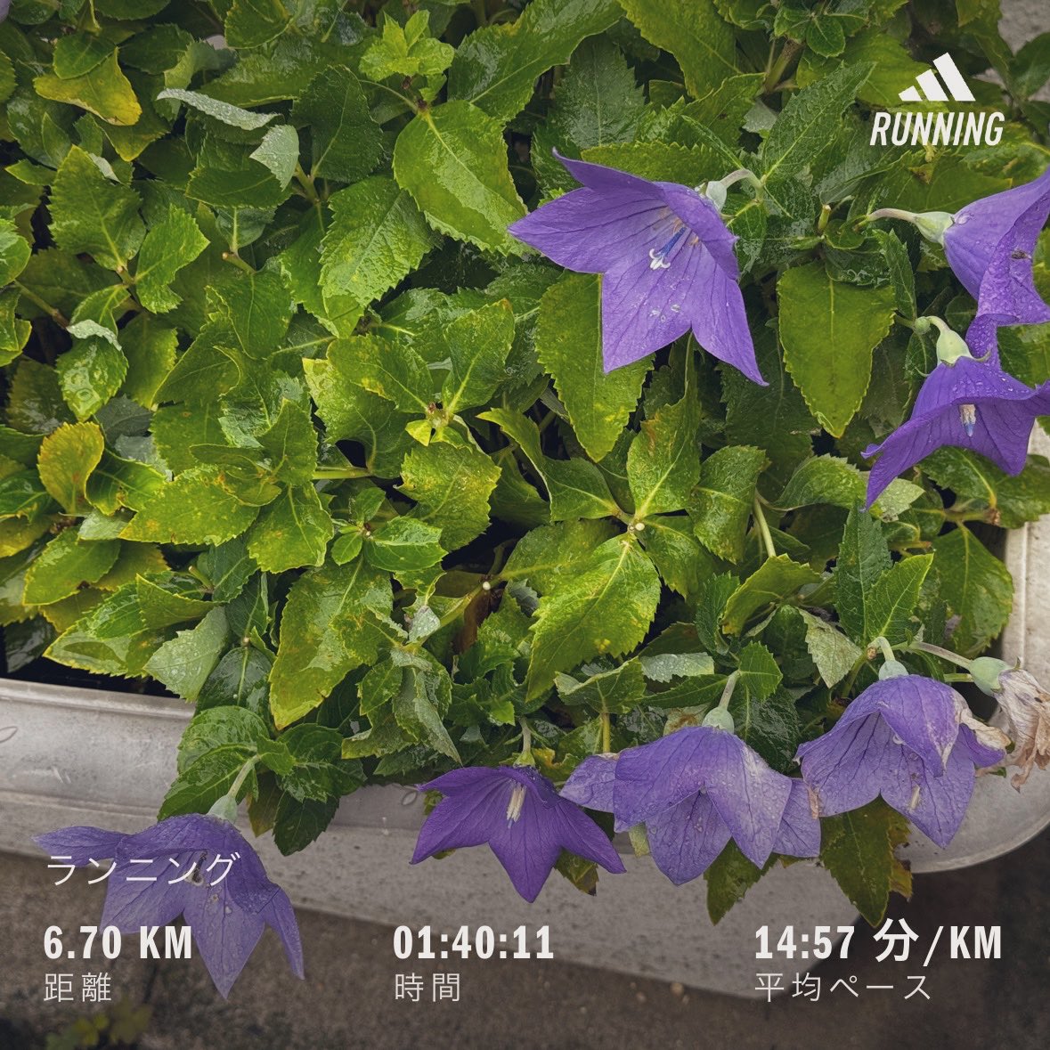Motakn7's tweet photo. 今日の朝ラン。
ゆるりと走ってきました。

Morning run today. 
I went for an easy jog.

#朝ラン #ランニング #running https://t.co/8XWv5Sw1pT