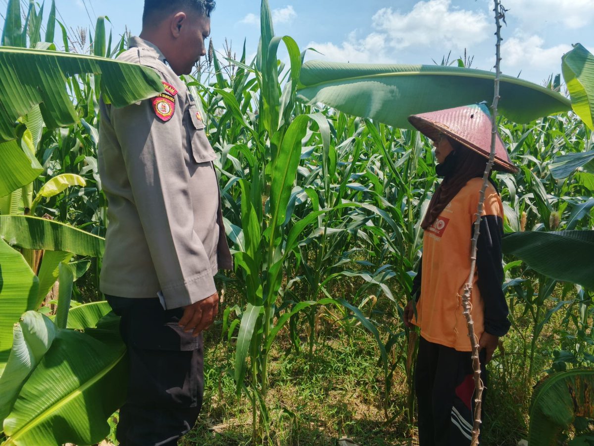 PolsekWonslam's tweet photo. Menindaklanjuti petunjuk dan arahan Karo SDM Polda Jatim Kombes Pol Heru Budi Prasetyo, S.I.K., selaku ketua Satgas ketahanan pangan Polda Jatim, Kapolres Jombang  Polda Jatim AKBP Ardi Kurniawan, S.H., S.I.K., CPHR. memerintahkan Kapolsek Ngusikan melaksanakan pemantauan tanaman https://t.co/YXFHPnpaGY