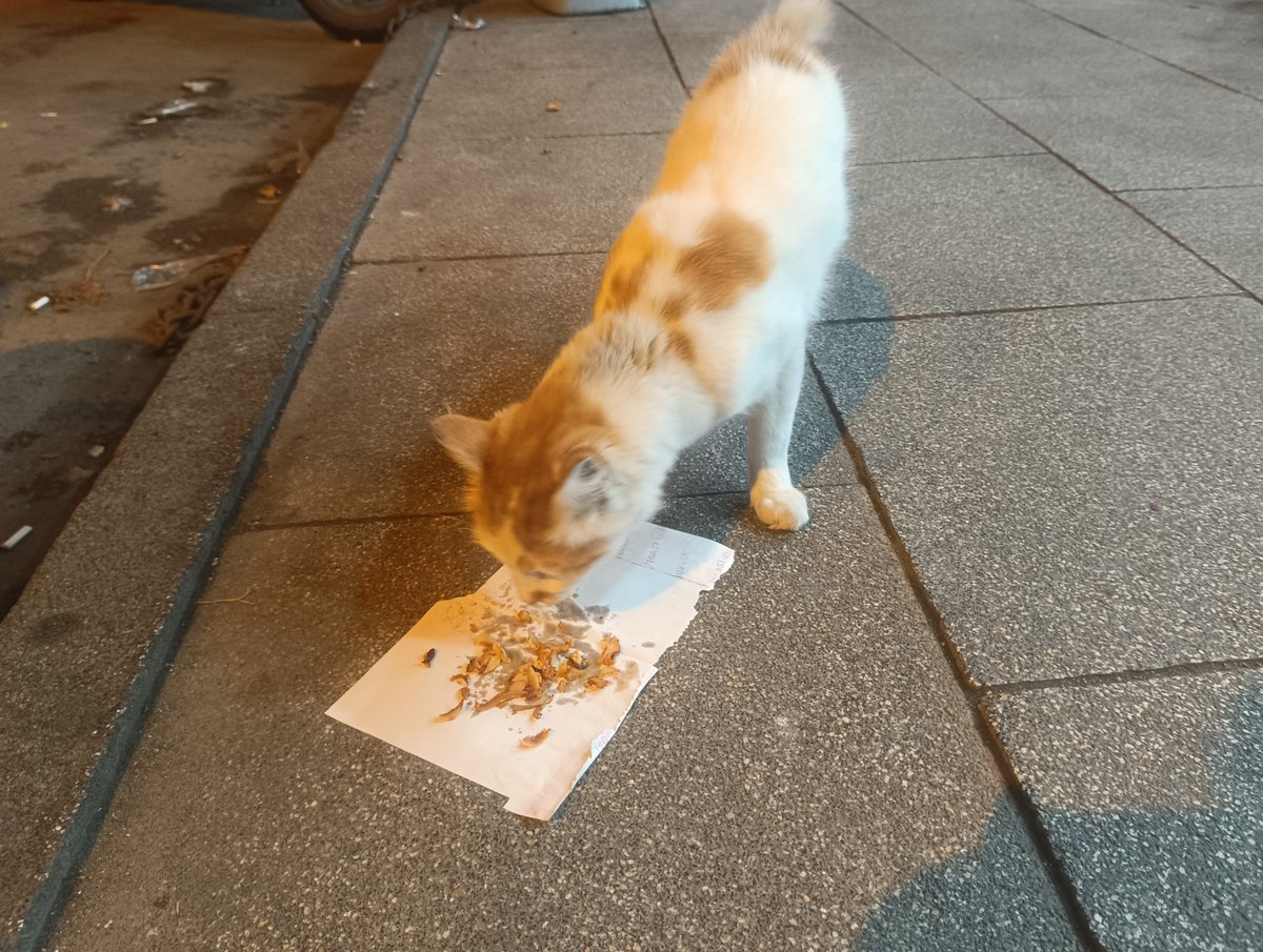 sevdam19f's tweet photo. sarışındı diye dayanamadım dünya hassas kalpler için cehennemdir... https://t.co/9xSUca1kmW