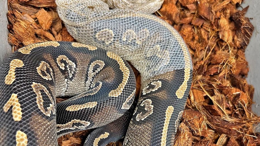 ballofapython's tweet photo. Advice from a snake: A thread
1. Shed what no longer serves you https://t.co/6wz2qTbhUq