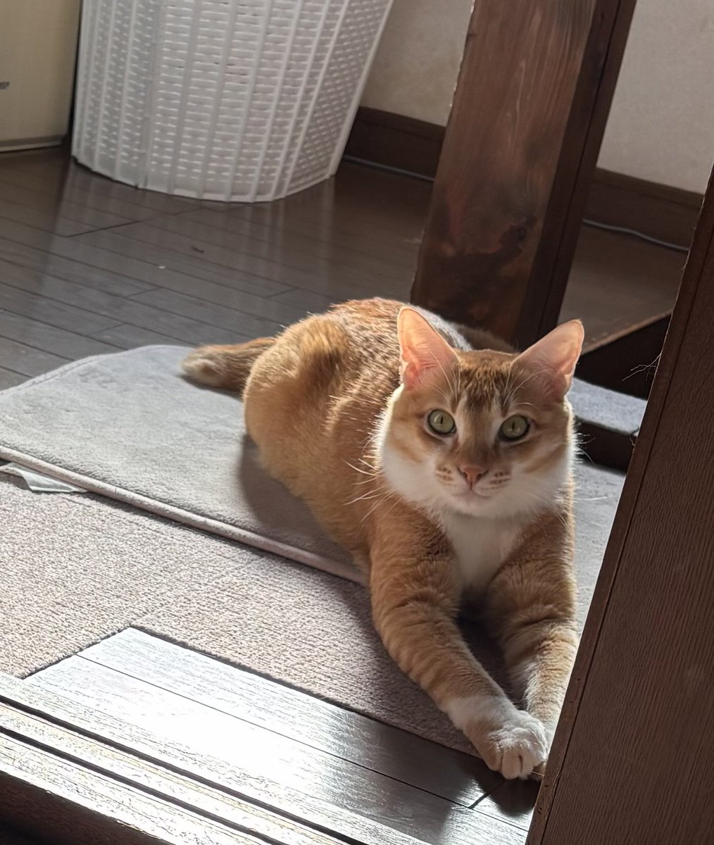 to11260206's tweet photo. 落ち込んでるの？って扉の前で　ただ見守ってくれてる気がした https://t.co/T89p5x36V9
