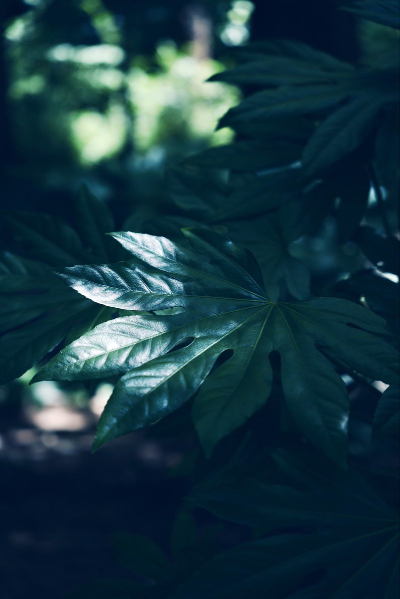 Himakoto2's tweet photo. おはようございます☀🌿 https://t.co/O5S4SrvB2F
