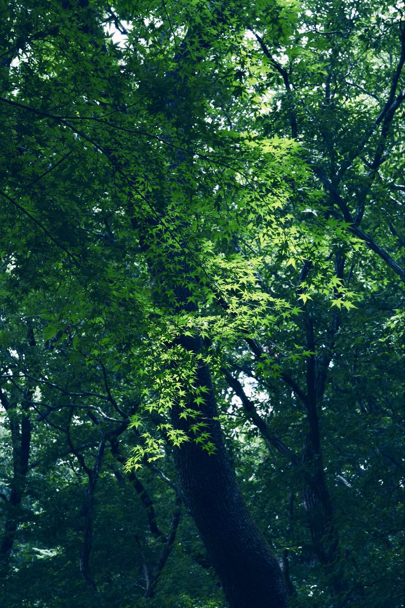 Himakoto2's tweet photo. おはようございます☀🌿 https://t.co/O5S4SrvB2F