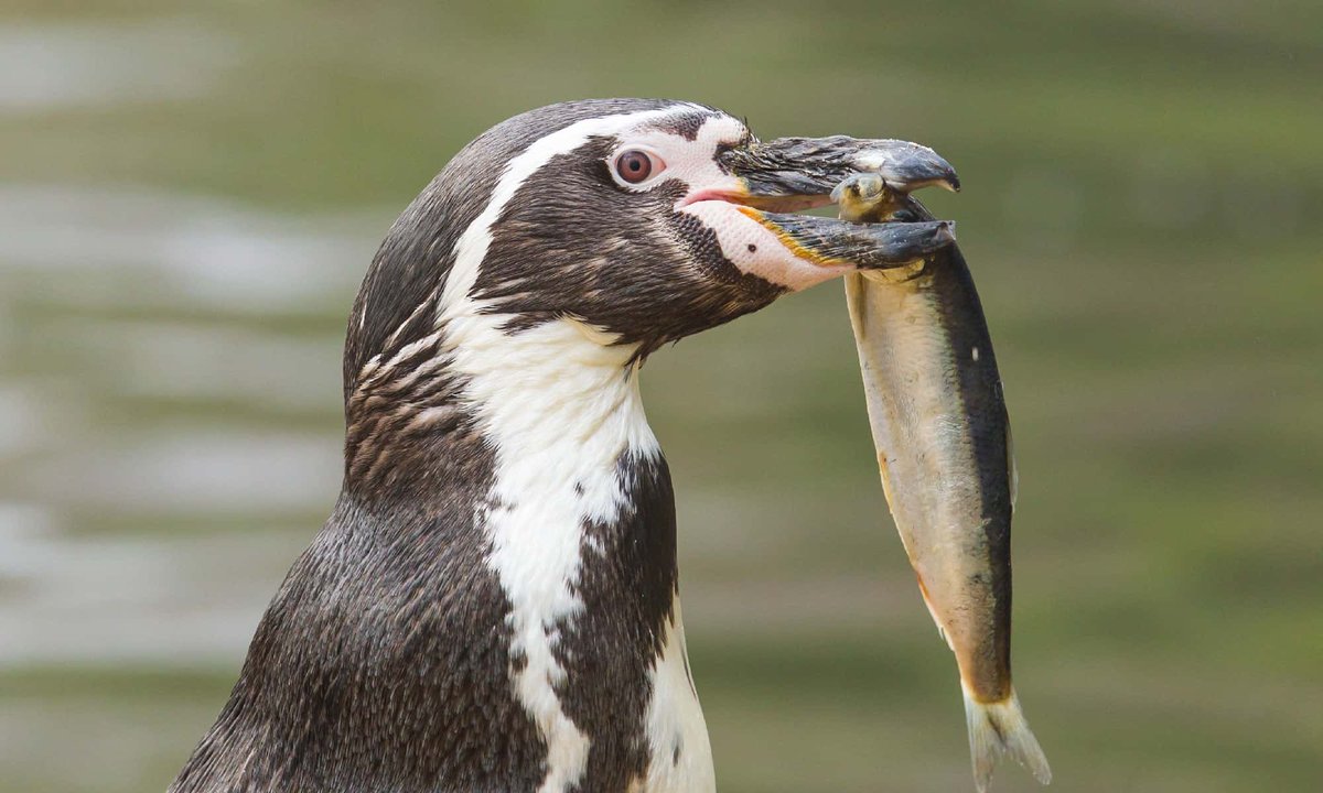 imacutepengu's tweet photo. 2. bite the fishie! https://t.co/KFER7GG0iB