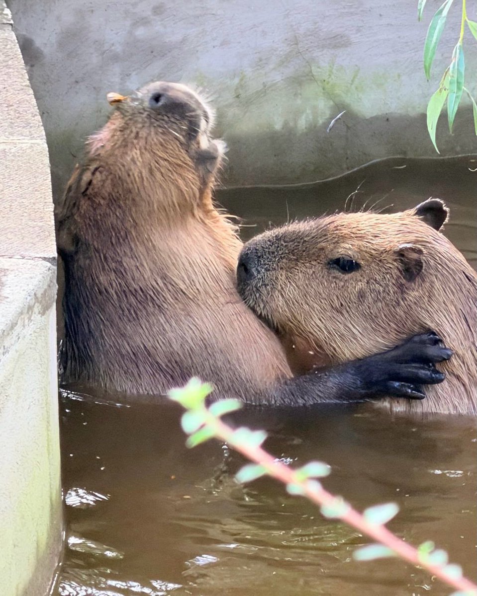 Complex's tweet photo. A photographer captures capybaras getting close to each other in the water.

[📸: @andrewpalmer , @edinburghzoo ] https://t.co/If0Cjn7HOl