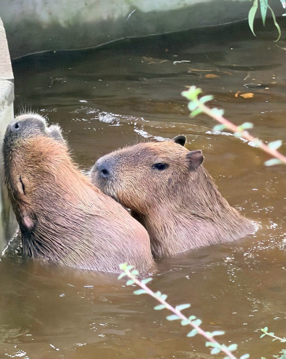 Complex's tweet photo. A photographer captures capybaras getting close to each other in the water.

[📸: @andrewpalmer , @edinburghzoo ] https://t.co/If0Cjn7HOl