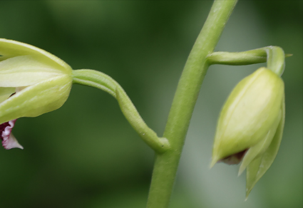 Phytotaxa's tweet photo. #Calanthe dingjieensis (#Orchidaceae, #Epidendroideae), a new species from #Xizang, #China
#taxonomy
#newspecies
https://t.co/F7iZonOhY0 https://t.co/lY0mXU87cm