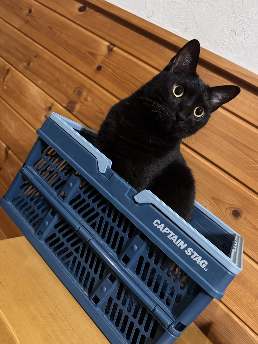 13jin4's tweet photo. 2匹居るのに、くろねこの方が活発だからくろねこの写真ばっかりになりがち🐈‍⬛ https://t.co/SdZ3J6KRJA