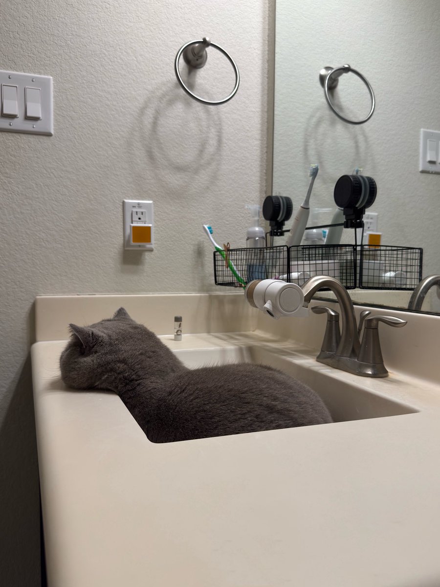 wngkt's tweet photo. a fluff ball in the sink https://t.co/liijMd8HHI