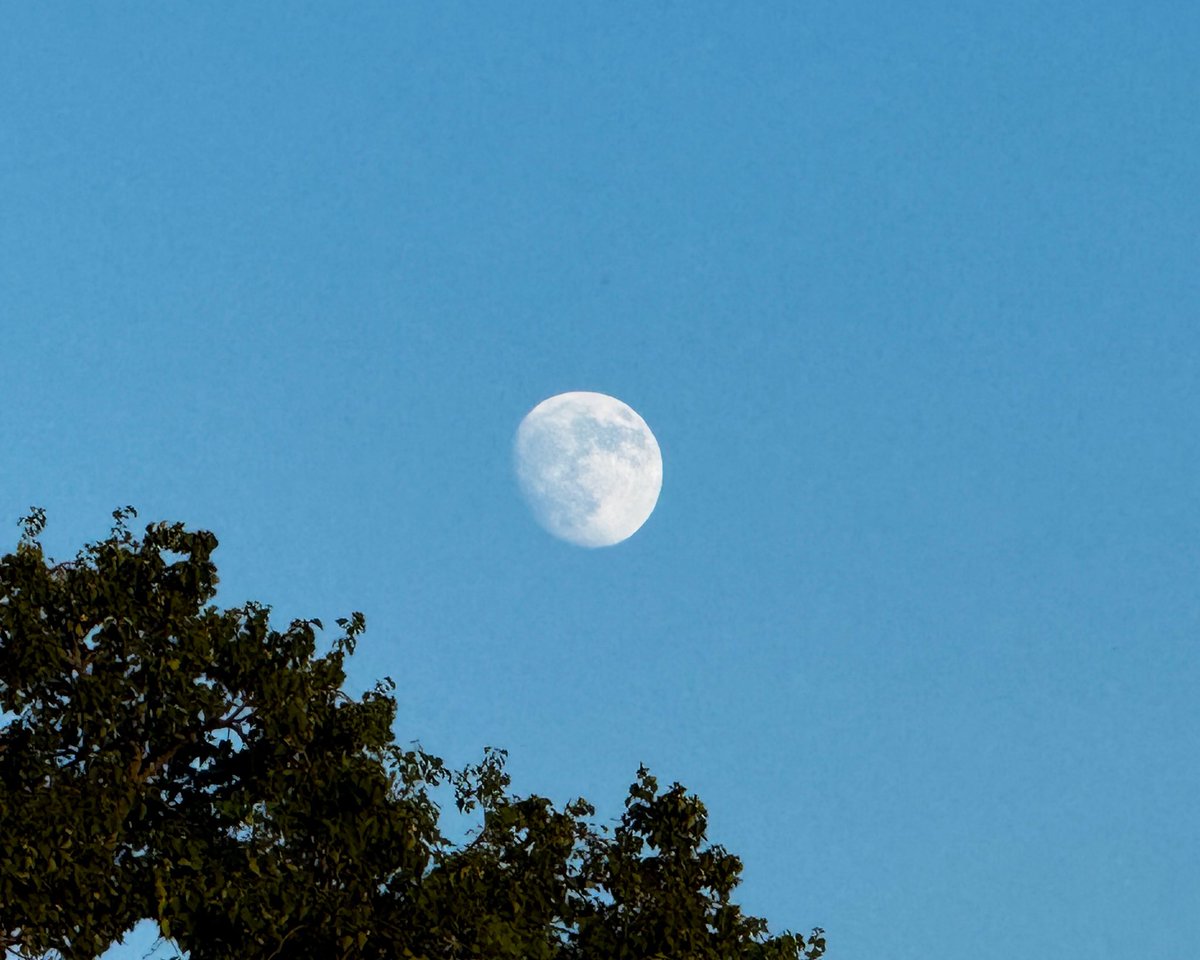 sage_astr's tweet photo. today’s moon https://t.co/uBj8tjBoQS