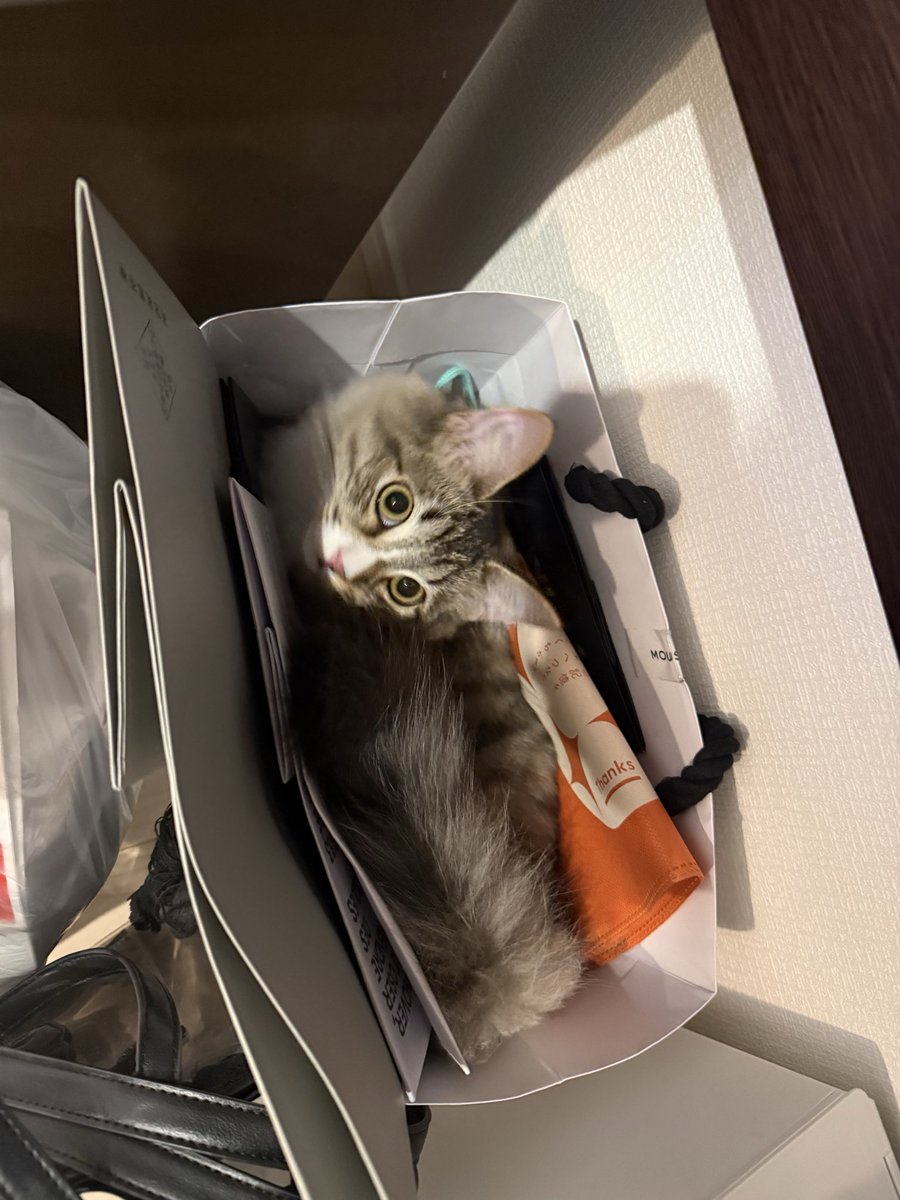 _reon_neko's tweet photo. 最近は紙袋におハマりになっているご様子　#猫の居る暮らし https://t.co/Fw3uNTGKm2