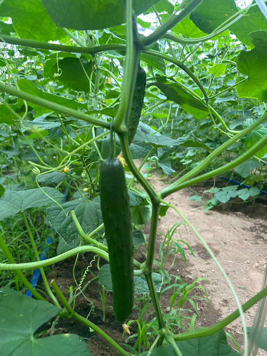 tsukaharafarm's tweet photo. 畑を歩いていたら、またひとつ小さな変化を発見🥒

毎日見ているつもりでも、野菜の成長にはいつも驚かされます。
今日も塚原農場から、きゅうりの今をお届けします。

農場のリアルをまた一枚。

#塚原農場 #きゅうり #農家の日常 https://t.co/7uUiClsrwQ