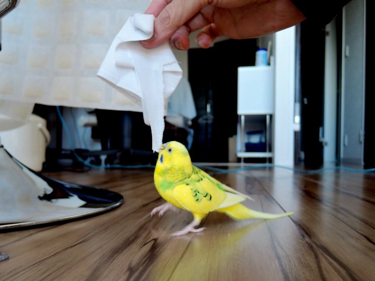 sekiseihouse's tweet photo. グッドモーニン❗️木曜日❣️(*^▽^*)／
＃セキセイインコ https://t.co/47eLDQWR9h