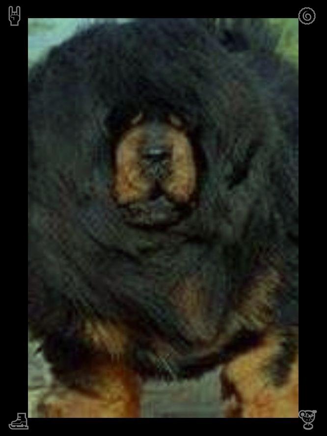 atieqaaris's tweet photo. Elara thanked him, taking the cup, the warmth seeping into her hands, and they stood together, looking at the plants, Arthur telling her stories of Clara and the greenhouse, of the memories they’d made there.☹Dog runs comfortably down the street https://t.co/ylC9j1qK6G