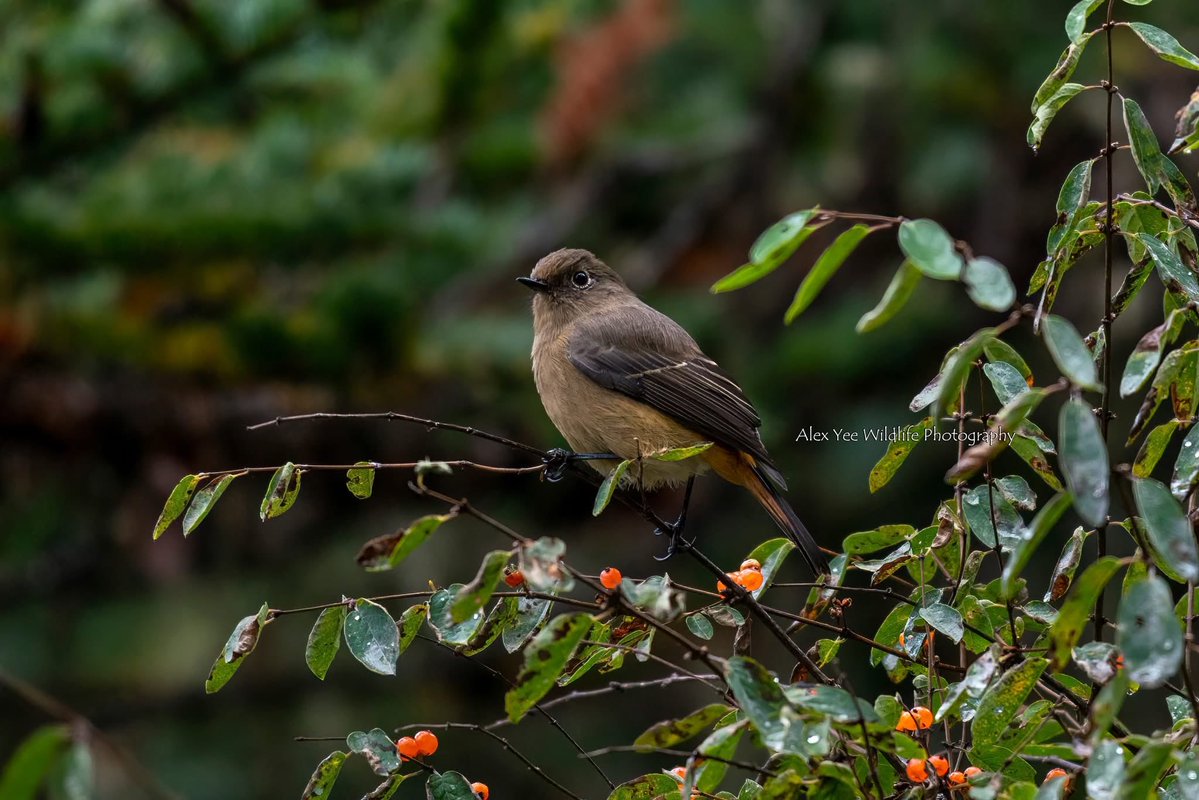 AlexBaling's tweet photo. Blue-fronted Redstart (F)
Dangling, Chengdu
China
Oct 2025
Sony A9+400800G

#birdwatching #birdphotography #BirdTwitter #BirdsSeenIn2025 #wildlife #china #yunnanbirds #chinabirds  #chinawildlife https://t.co/CI8xXVlRSK