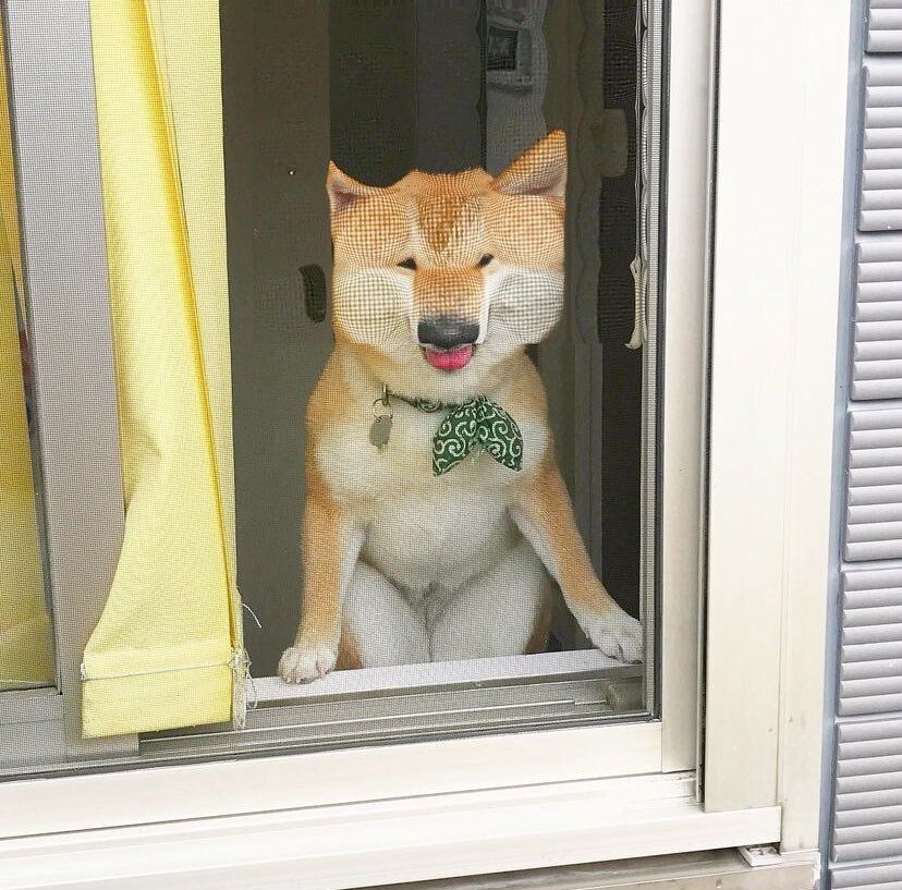 everythingdogss's tweet photo. https://t.co/9DkUvVtcA0