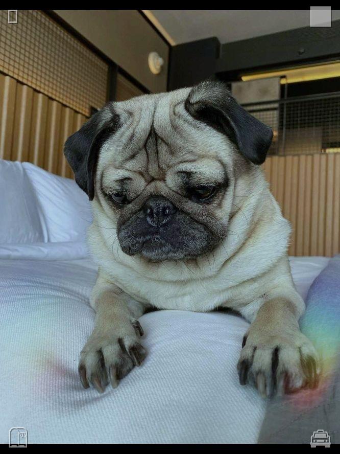 marisadantonio's tweet photo. Plant fresh thyme on wooden window sills, water them each sunrise and watch green shoots grow slowly to learn gentle patience amid noisy city hustle🛋Autumn walk in the forest Found mushrooms https://t.co/IRj2oXpZ5n
