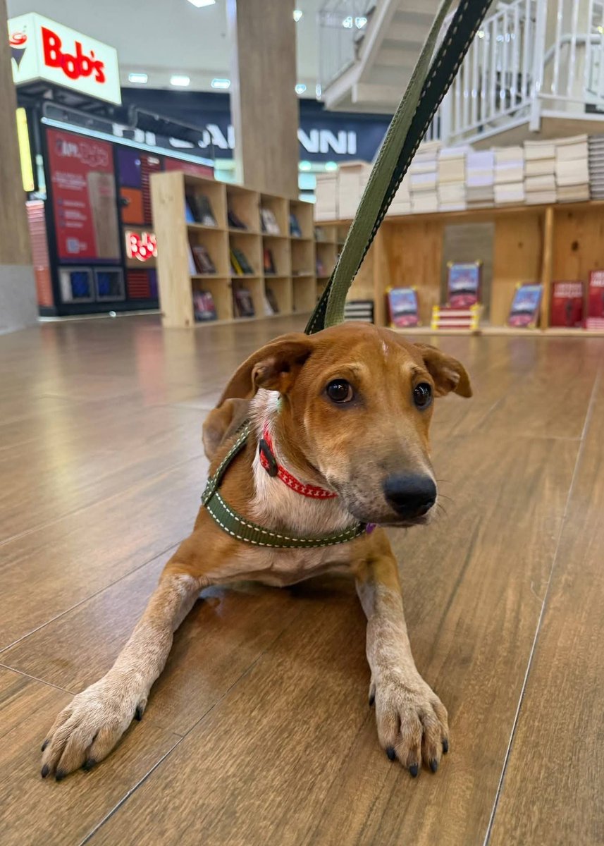 abrigojoaorosa's tweet photo. Moana é uma filhotinha de apenas 5 meses, cheia de energia e fofura que só os bebês de quatro patas sabem ter. 🥹

Será que a família da Moana está passando por este post? 👀

❤️ 5 meses.
❤️ Ciclo vacinal completo.
❤️ Porte médio. https://t.co/zMaWPPC77b