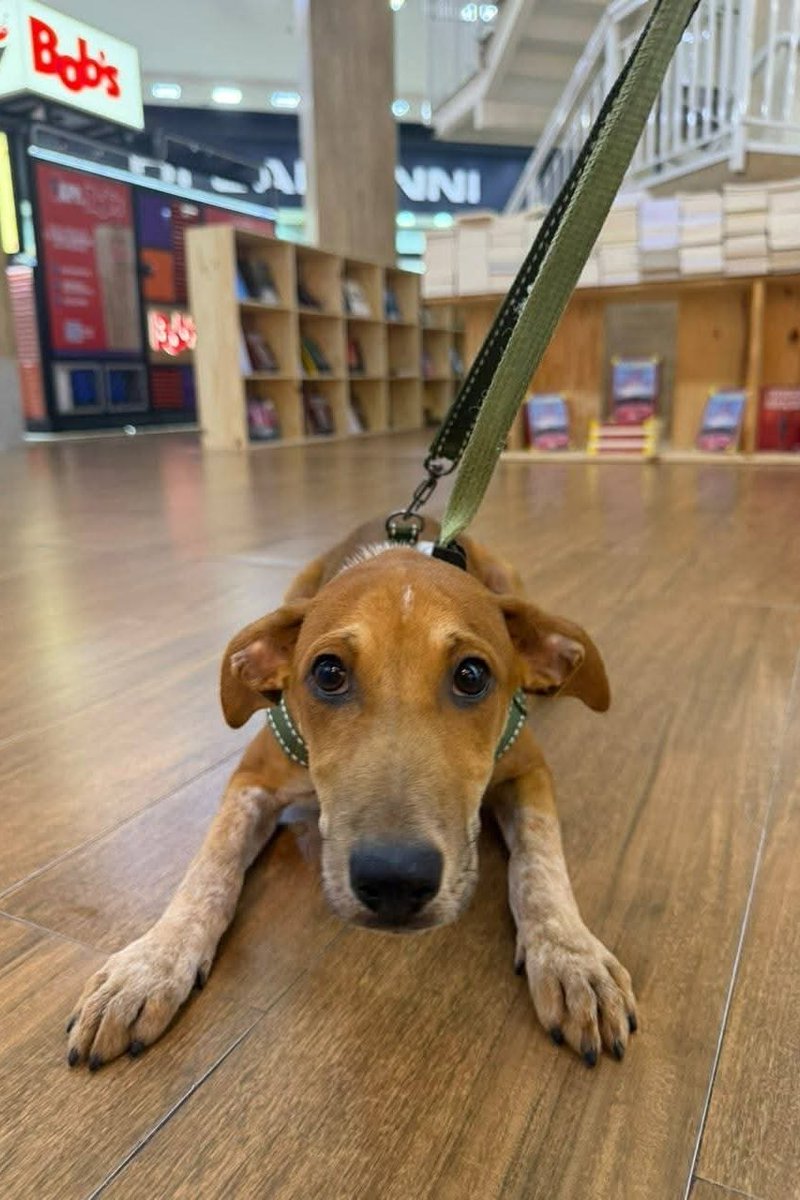 abrigojoaorosa's tweet photo. Moana é uma filhotinha de apenas 5 meses, cheia de energia e fofura que só os bebês de quatro patas sabem ter. 🥹

Será que a família da Moana está passando por este post? 👀

❤️ 5 meses.
❤️ Ciclo vacinal completo.
❤️ Porte médio. https://t.co/zMaWPPC77b