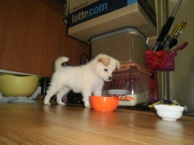 cutestpuppyy's tweet photo. https://t.co/HaHDS9631N
