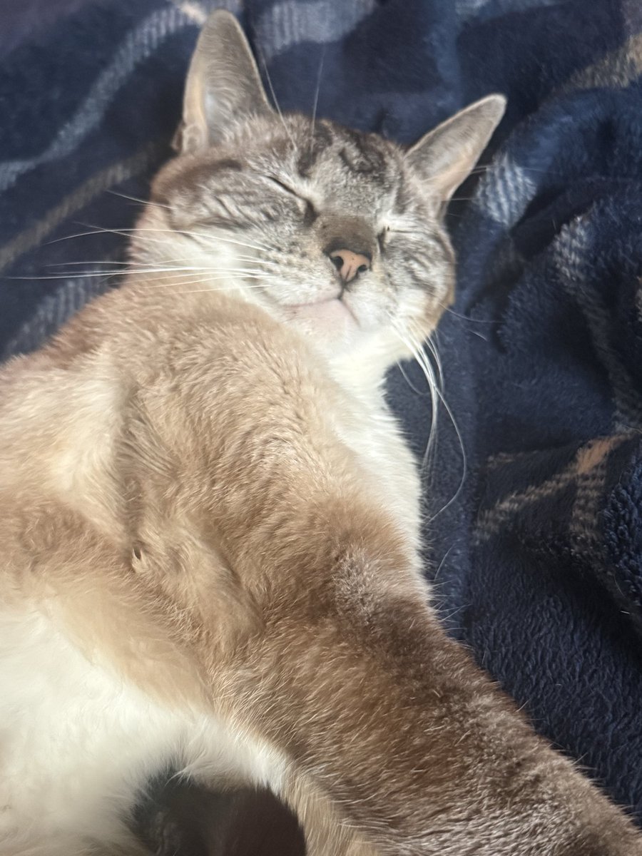 N0Kidden's tweet photo. Lf cool awesome #moots and friends

- 20 // he/him
- just now really getting into twt
- i have the best cats
- always down to play something

#valtwt #roblox #promotwt #gamingtwt https://t.co/NTbLWFcGAH