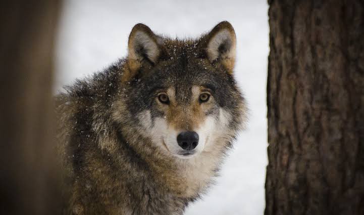 wolfncrisis's tweet photo. I don’t know who needs to hear this but, you’re enough.