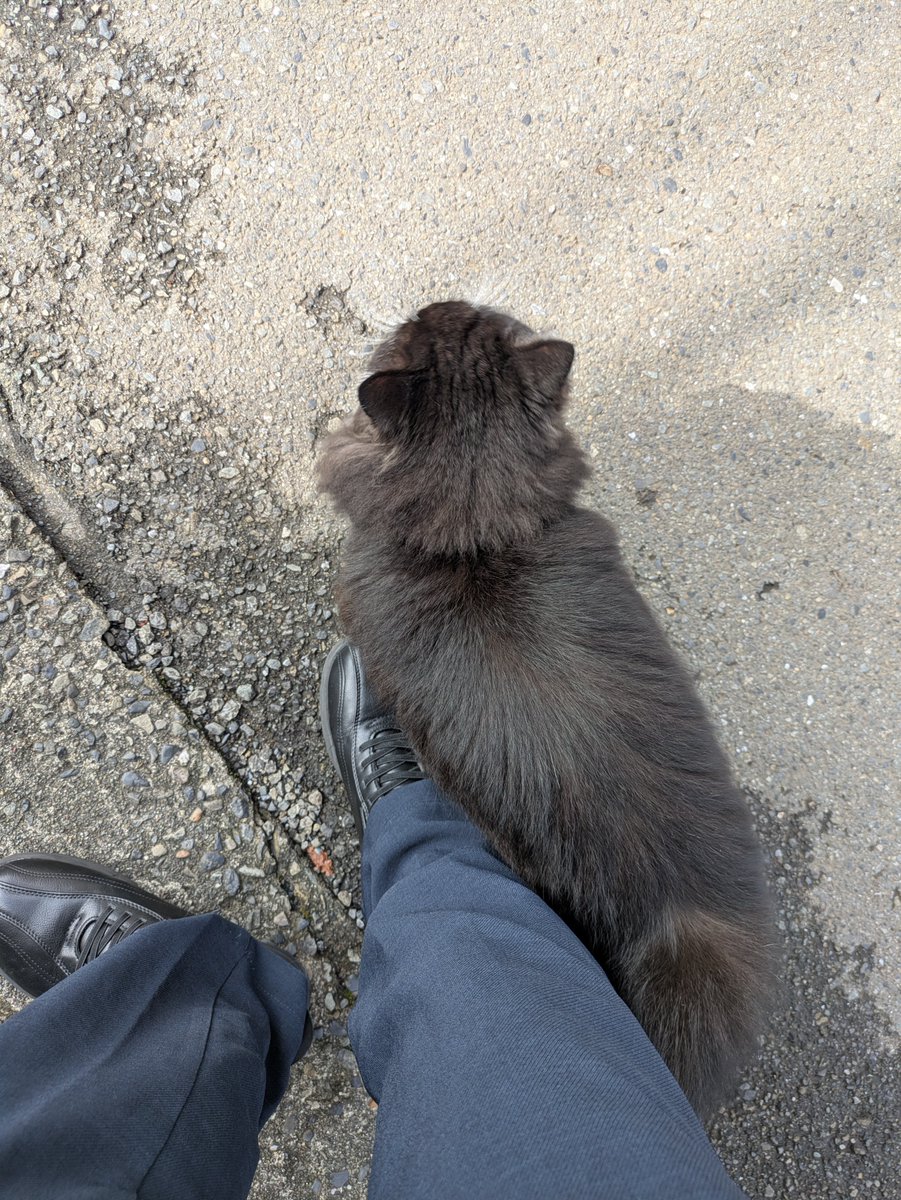 NOSSAN214's tweet photo. 散歩してたら猫に甘えられるイベントが発生して神だった https://t.co/hNOYaicp3L