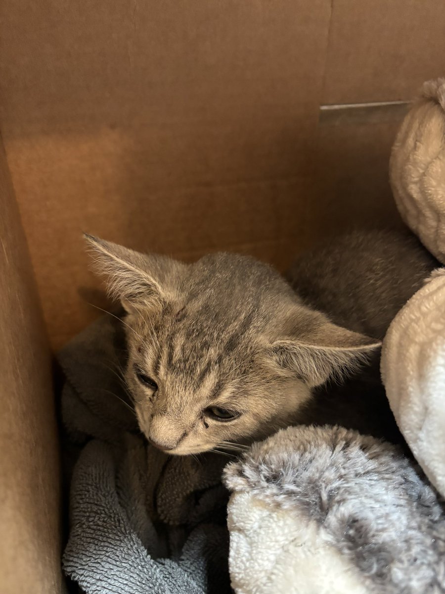 DerrickEvans4WV's tweet photo. UPDATE: We took HER to the vet. She’s going to make it, but still needs a lot of TLC.

She has a HUGE knot on the back of her head, but she is no longer disoriented.

We are taking suggestions for names while we foster her and find her a good home.

We already have two cats that we previously rescued or we would keep her ourselves.
