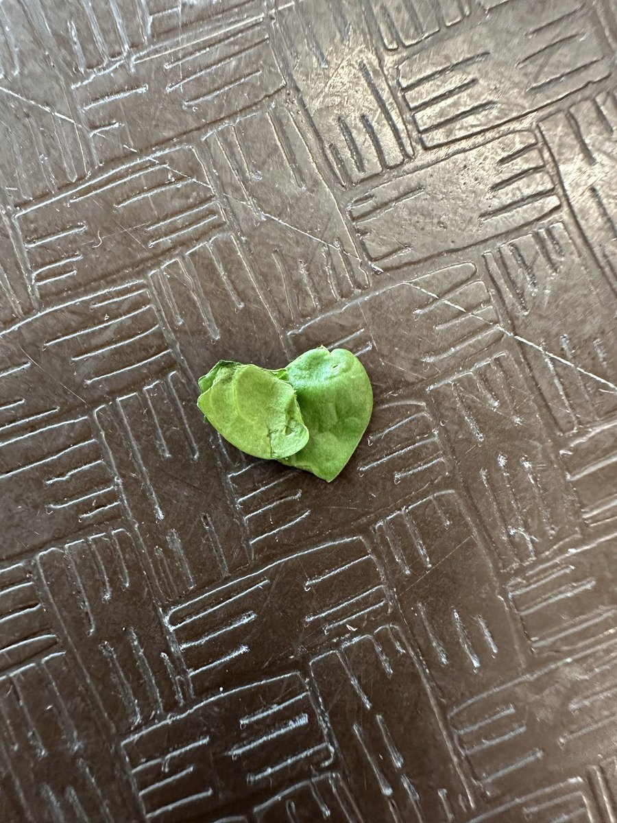 chef_ilona's tweet photo. I love when my mom sends me a heart; this one was in spinach form 💚 https://t.co/aRt4dPAori