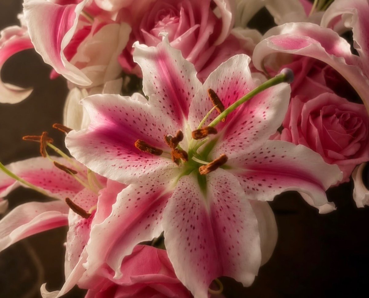 dreamyflowerrs's tweet photo. lily 🩷 https://t.co/h8HN2rplkF