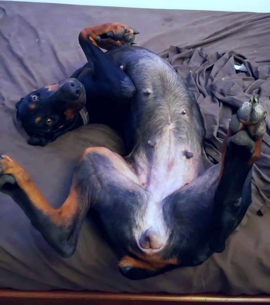 freakyworldhere's tweet photo. This #Fur queen really knows how to steal the spotlight 🪩

Attention pics 🤩
Paws in the air 🐾
Dog💙
 
#zoopride Having A dog with a pawfect C00kie 🍪staring at me with those beautiful eyes is something special 

So we’ll create an unforgettable 💙scene 🎥 tonight #playtime https://t.co/MipY1qDFut